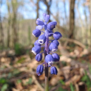 Photographie n°60375 du taxon Muscari botryoides (L.) Mill. [1768]