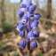  Hugues Tinguy - Muscari botryoides (L.) Mill. [1768]