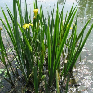 Photographie n°60378 du taxon Iris pseudacorus L. [1753]