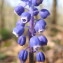  Hugues Tinguy - Muscari botryoides (L.) Mill. [1768]