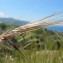  Hugues Tinguy - Stipa capensis Thunb. [1794]