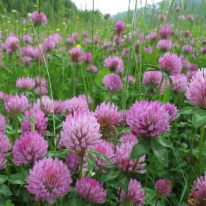 Photographie n°60386 du taxon Trifolium pratense L. [1753]