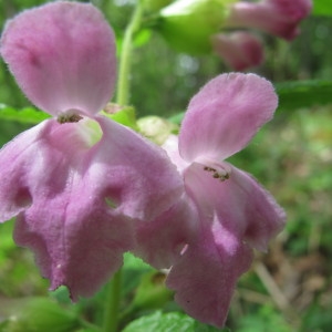 Photographie n°60388 du taxon Melittis melissophyllum L.