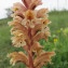  Hugues Tinguy - Orobanche lutea Baumg. [1816]