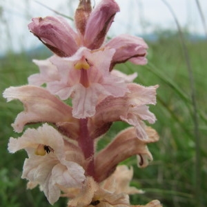 Photographie n°60396 du taxon Orobanche lutea Baumg. [1816]