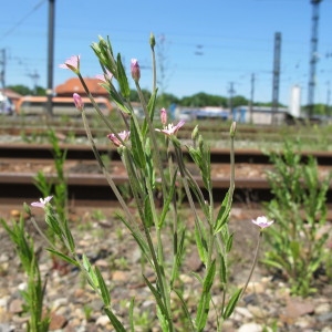 Photographie n°60403 du taxon Epilobium tetragonum subsp. lamyi (F.W.Schultz) Nyman [1879]