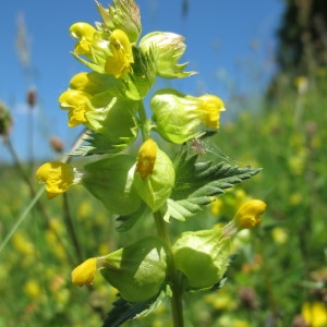 Photographie n°60404 du taxon Rhinanthus minor L. [1756]