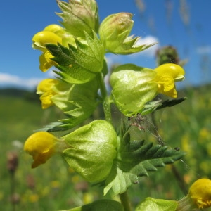 Photographie n°60405 du taxon Rhinanthus minor L. [1756]