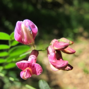 Lathyrus niger f. rotundifolius Beck (Gesse noircissante)