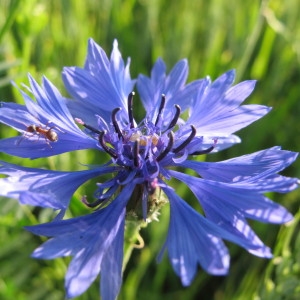 Photographie n°60411 du taxon Centaurea cyanus L. [1753]