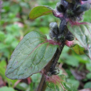 Photographie n°60419 du taxon Ajuga reptans L. [1753]