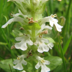 Photographie n°60420 du taxon Ajuga reptans L. [1753]