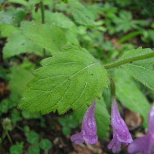 Photographie n°60424 du taxon Calamintha grandiflora (L.) Moench [1794]