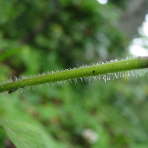 Photographie n°60427 du taxon Calamintha grandiflora (L.) Moench [1794]