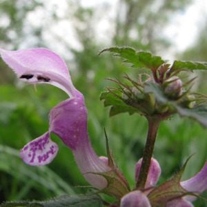 Photographie n°60435 du taxon Lamium maculatum (L.) L. [1763]