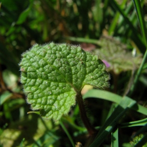 Photographie n°60437 du taxon Lamium purpureum L. [1753]