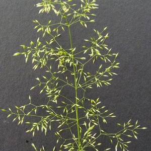 Photographie n°60445 du taxon Agrostis capillaris L. [1753]
