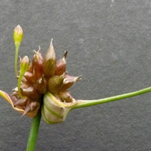 Photographie n°60446 du taxon Allium oleraceum L. [1753]