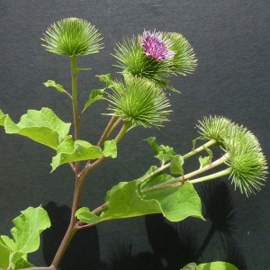 Photographie n°60451 du taxon Arctium lappa L. [1753]