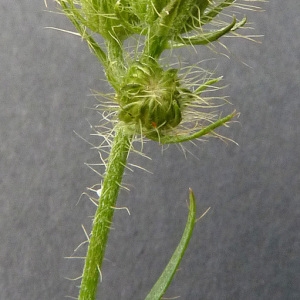 Photographie n°60452 du taxon Crepis setosa Haller f. [1797]