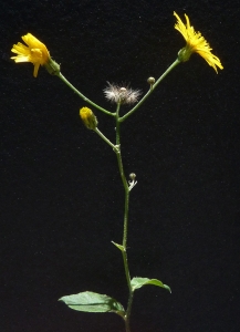 Bertrand BUI, le  3 juillet 2011 (Ivry-sur-Seine (Cimetière))