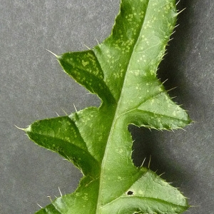 Photographie n°60460 du taxon Cirsium arvense (L.) Scop. [1772]