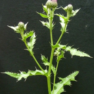 Photographie n°60461 du taxon Cirsium arvense (L.) Scop. [1772]