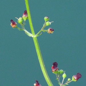 Photographie n°60466 du taxon Scrophularia auriculata L. [1753]