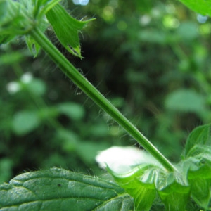 Photographie n°60471 du taxon Melissa officinalis L.