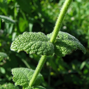 Photographie n°60472 du taxon Mentha suaveolens subsp. suaveolens