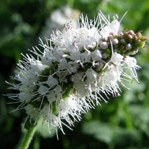 Photographie n°60473 du taxon Mentha suaveolens subsp. suaveolens