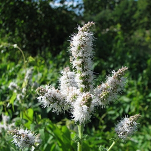 Photographie n°60474 du taxon Mentha suaveolens subsp. suaveolens