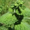  Catherine MAHYEUX - Mentha suaveolens subsp. suaveolens