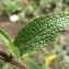  Catherine MAHYEUX - Stachys recta L.