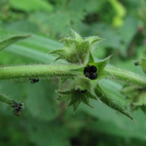 Photographie n°60490 du taxon Stachys sylvatica L. [1753]