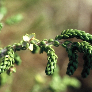 Photographie n°60494 du taxon Thymelaea hirsuta (L.) Endl. [1847]