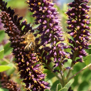 Photographie n°60499 du taxon Amorpha fruticosa L. [1753]