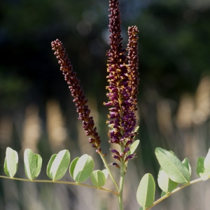 Photographie n°60501 du taxon Amorpha fruticosa L. [1753]