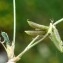  Liliane Roubaudi - Astragalus depressus L. [1756]