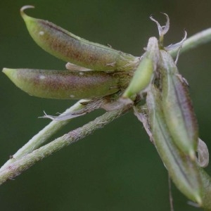 Photographie n°60510 du taxon Astragalus depressus L. [1756]