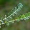  Liliane Roubaudi - Astragalus depressus L. [1756]