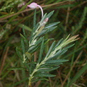 Photographie n°60516 du taxon Andromeda polifolia L. [1753]