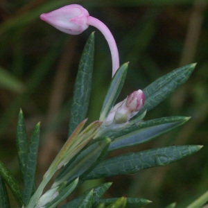 Photographie n°60517 du taxon Andromeda polifolia L. [1753]