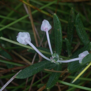 Photographie n°60518 du taxon Andromeda polifolia L. [1753]