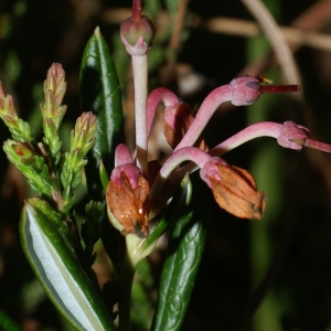 Photographie n°60526 du taxon Andromeda polifolia L. [1753]