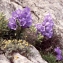  Liliane Roubaudi - Campanula speciosa Pourr. [1788]