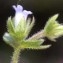  Liliane Roubaudi - Campanula erinus L.