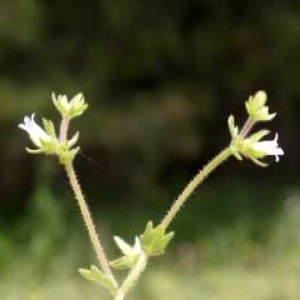 Photographie n°60540 du taxon Campanula erinus L.