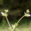  Liliane Roubaudi - Campanula erinus L.