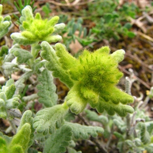 Photographie n°60593 du taxon Teucrium aureum Schreb. [1773]